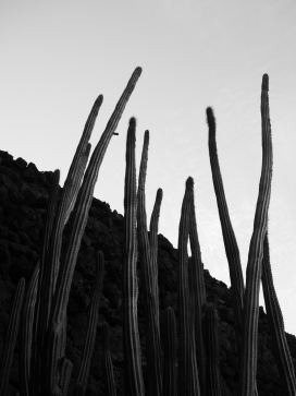 野外霸王鞭仙人掌黑白图片