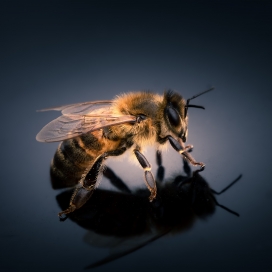 大蜜蜂微距图片