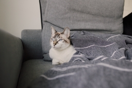 躲在沙发里的灰猫