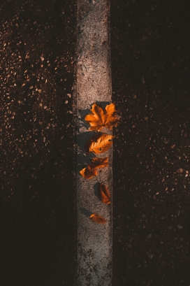 水泥地上的枯叶