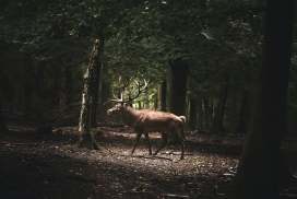 森林中行走的孤单麋鹿