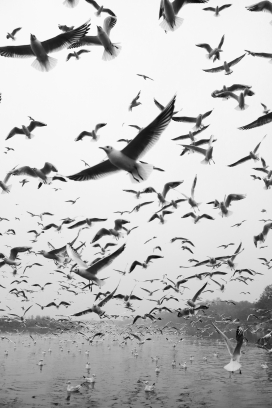 海鸥群鸟