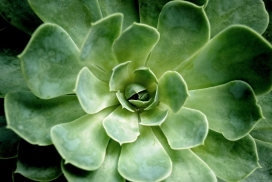 绿色玉龙观音绿植