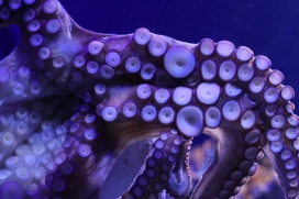 紫色章鱼吸盘特写图片