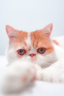 白褐色的异国短尾猫