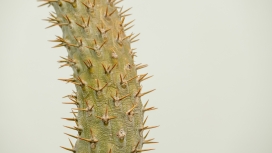 带刺的荆棘类植物