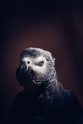 灰鹦鹉鸟图片