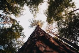 仰拍的参天大树