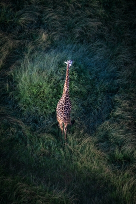 森林中的长颈鹿