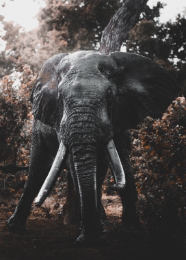 非洲黑色大象动物图片