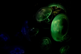 墨绿色的透明水母