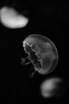 白色透明水母黑白图