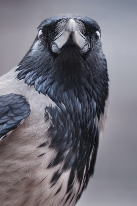 黑白灰乌鸦鸟