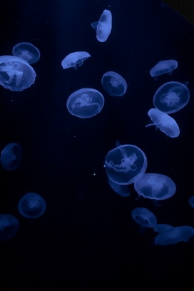 蓝色水母群图片