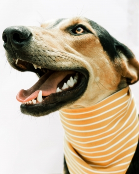 戴条纹围脖的宠物狗