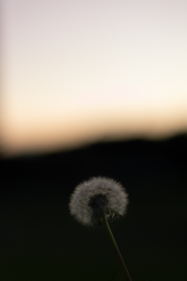 唯美的蒲公英花絮