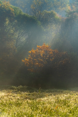 深秋雾气的阳光森林