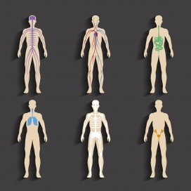 人体解剖结构学素材下载