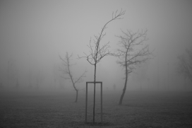 Walking the Dog-雾气黑白风景图片