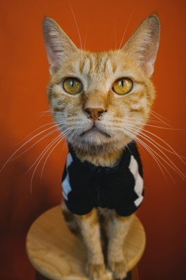 身穿针织黑色毛衣的小黄猫