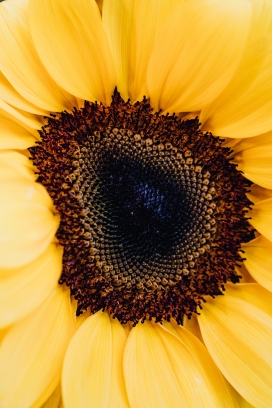 太阳花向日葵花瓣写真图