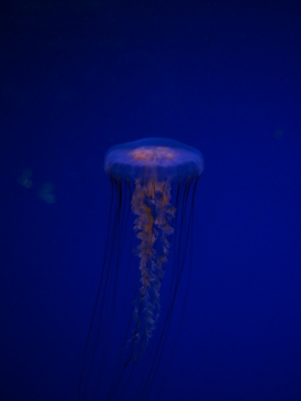 蓝色夜光水母
