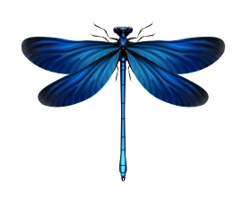 蓝色蜻蜓素材下载