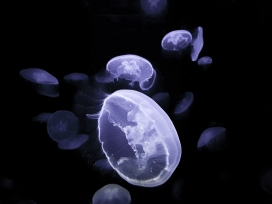 紫色透明的水母群图片