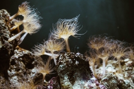 海底蠕动的海葵生物