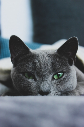 趴在沙发上的俄罗斯蓝猫