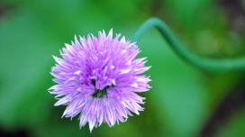 蓝花矢车菊图片