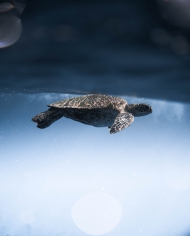 海底潜水游泳的海龟