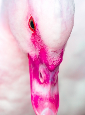 PRECIOUS ARMOR-珍贵的羽毛摄影图