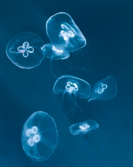 透明的蓝色水母群