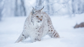 雪中觅食的猞猁猫