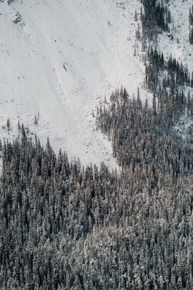https://www.2008php.com/冬季雪山脚下的针叶林