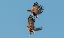 空中斗架的苍鹰