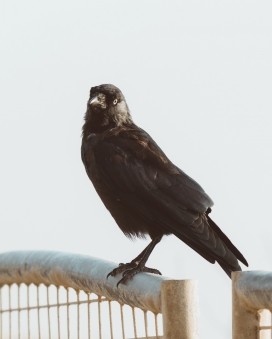 铁杆上的黑色乌鸦鸟