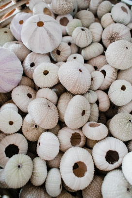 蘑菇型贝壳类图片