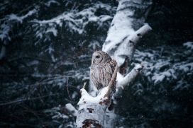 冬季停留在树干上的雪鸮
