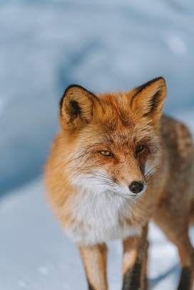 冬季北极狐