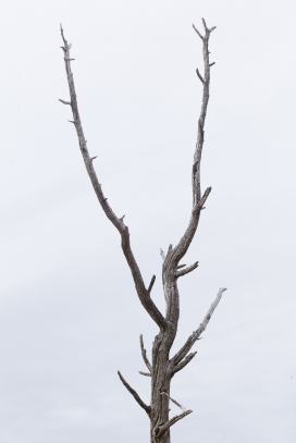 分叉枯树枝写真图片