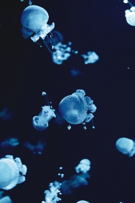 蓝色水母群图写真