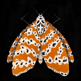 Color Moths-彩蛾