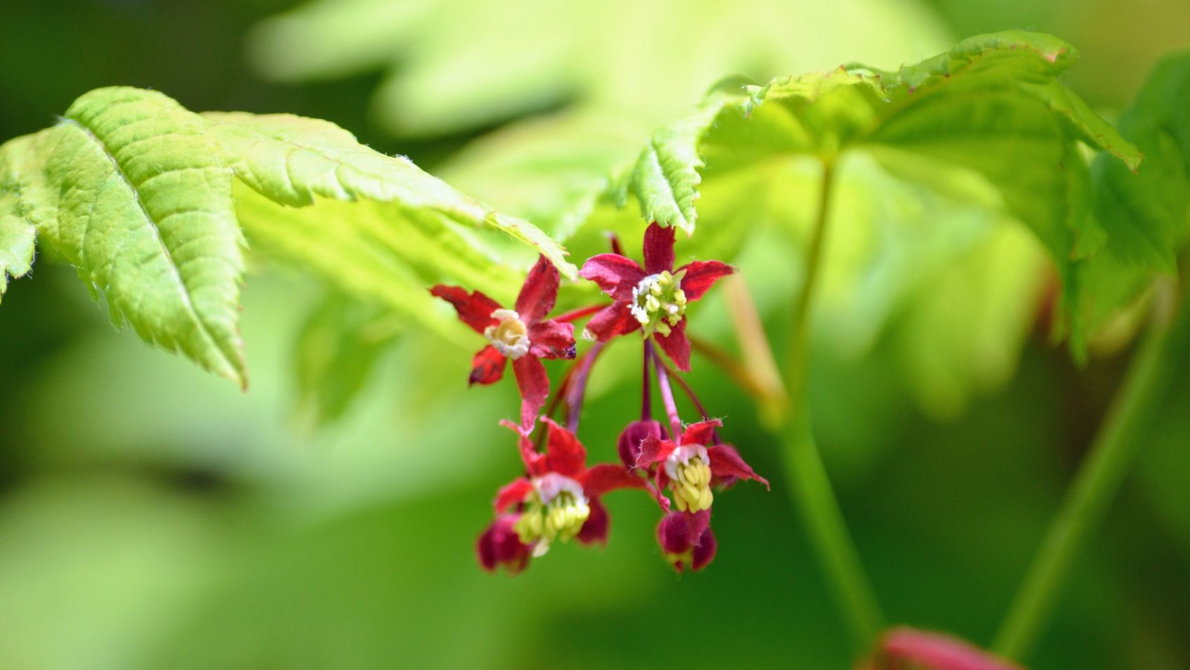 红色鸡爪槭树叶图片
