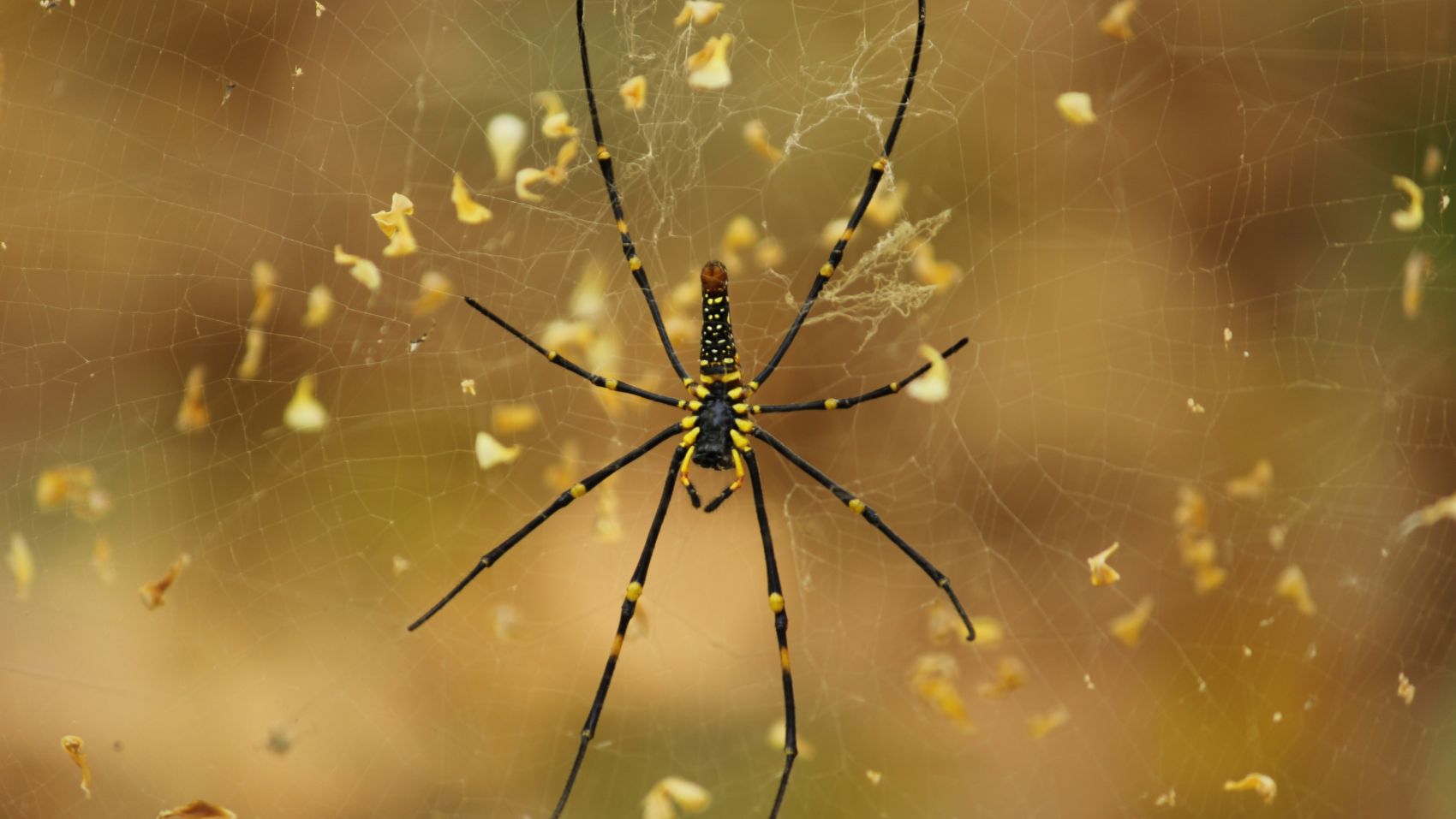 棒络新妇蜘蛛网图片