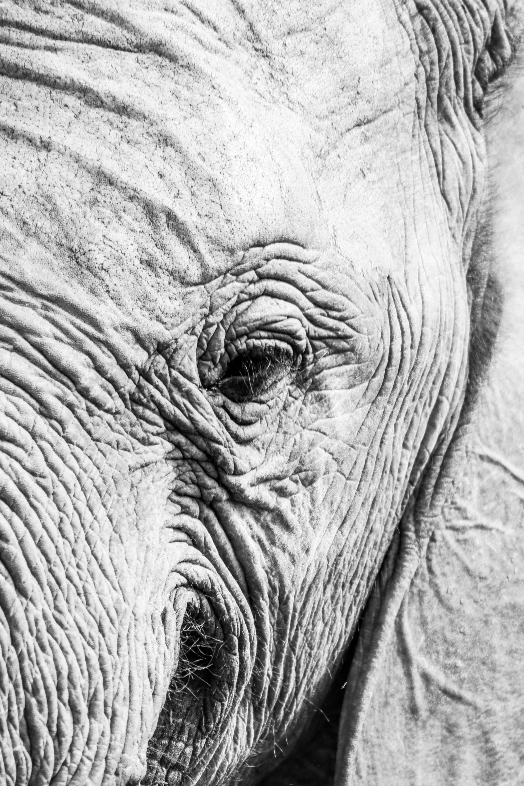 卡通大象简笔画插图(大象、简笔画、动物、卡通)手绘插图_北极熊素材库