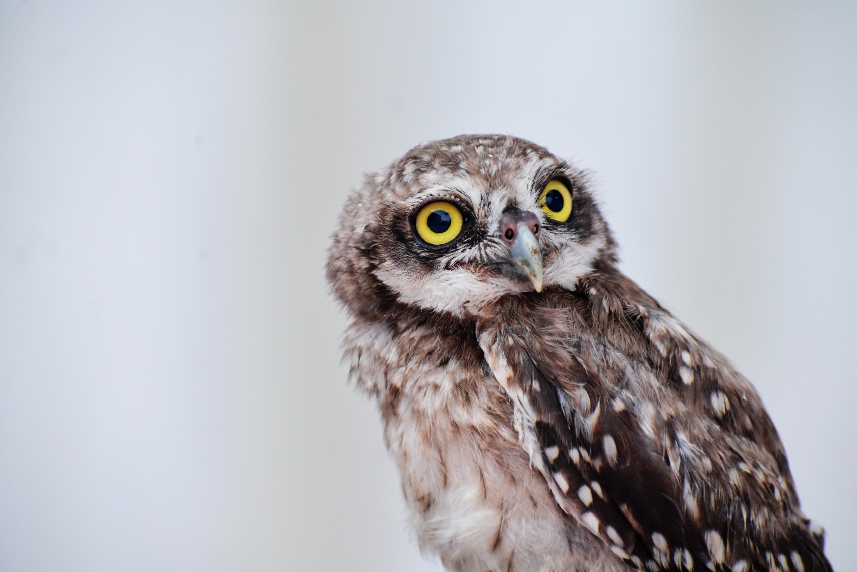 黄色大眼睛小猫头鹰图片图片