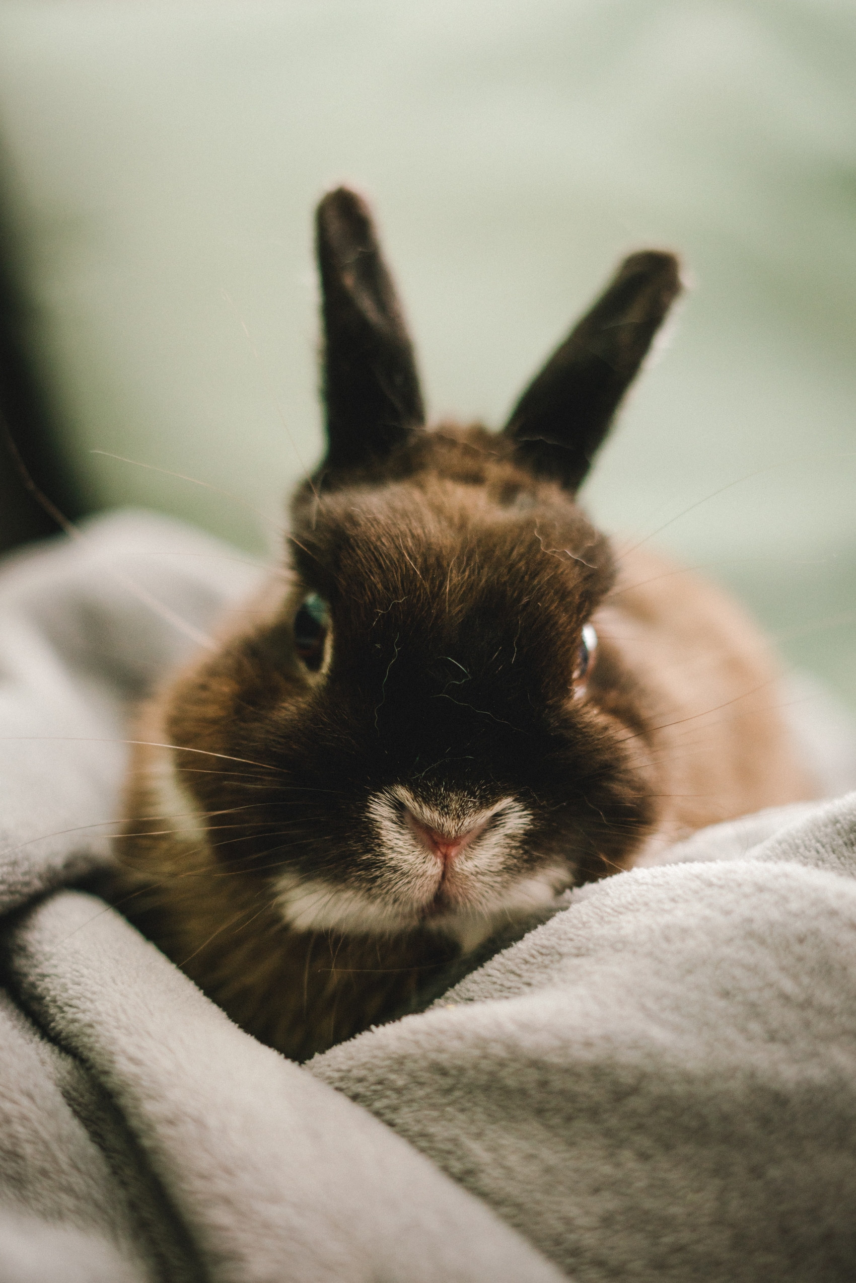 灰色小兔子写真图图片