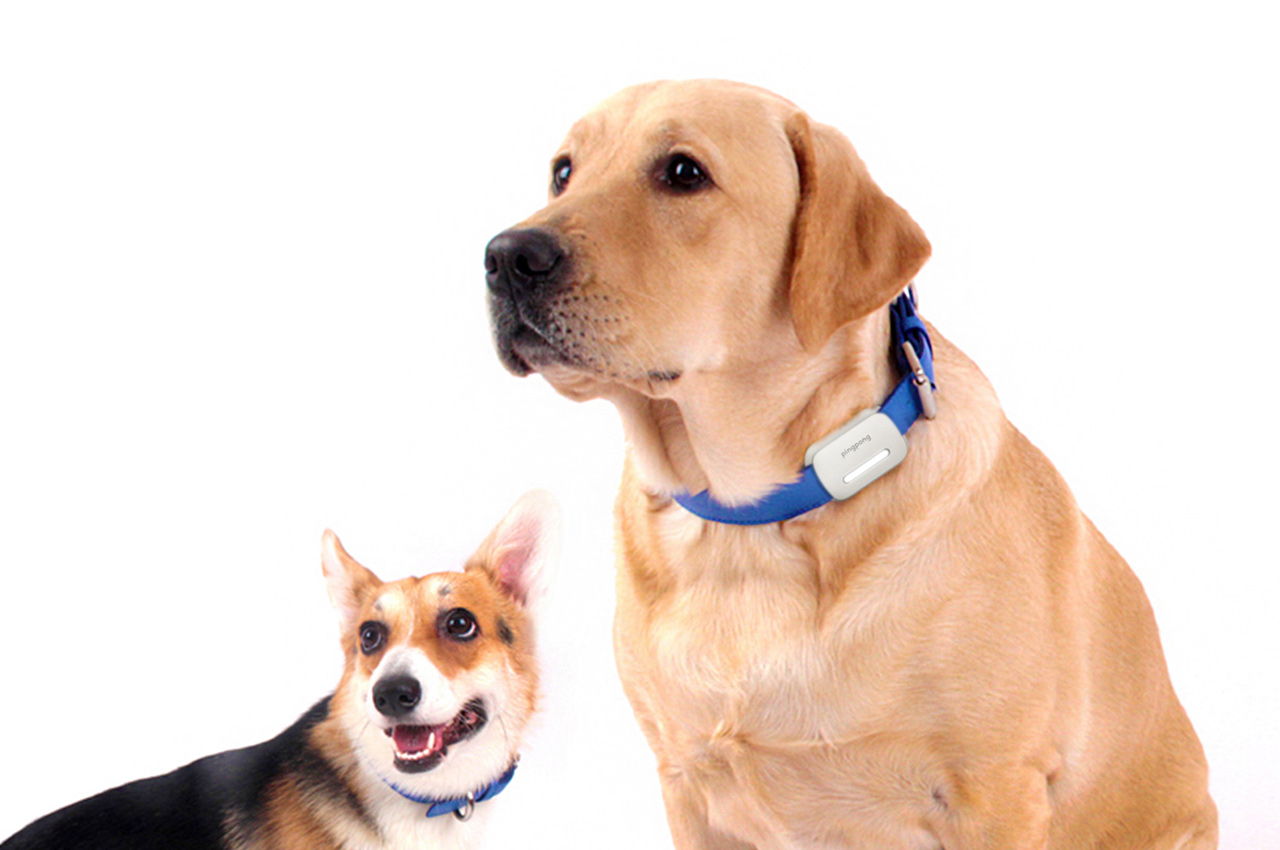可追踪宠物情绪帮助父母更好沟通的智能狗绳设计---酷图编号1
